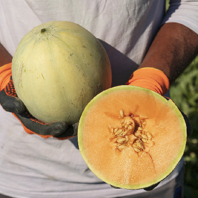 Melone Liscio Scelte per Te